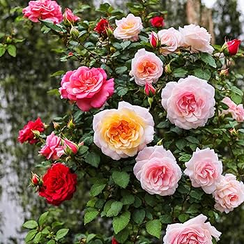 Amazon.com : 100+ Rose Seeds: 16 Blue Red Pink Yellow